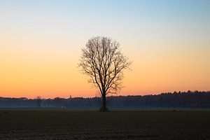 Arbre du coucher du soleil Polder Drunen sur Zwoele Plaatjes