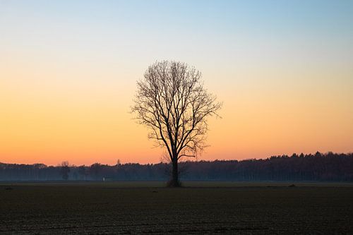 Zonsondergang Boom Polder Drunen