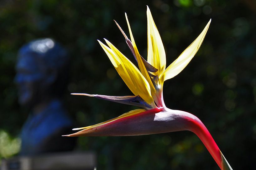 Strelitzia reginae Mandela's gold van Peter Mooij