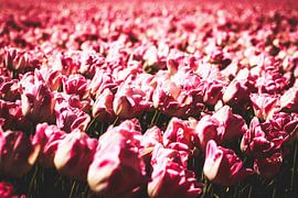 Style my Home series by Liberty Ragazza Biesma by Liberty Biesma