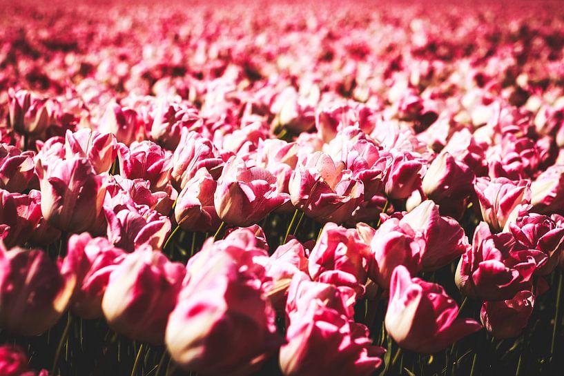 Style my Home series by Liberty Ragazza Biesma by Liberty Biesma