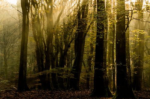 Zonsopgang in het Speulderbos