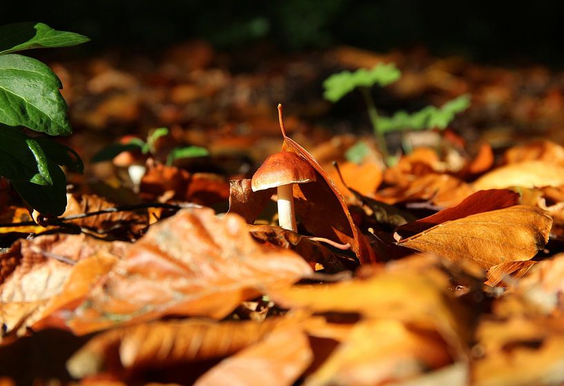 Champignon par Matthias Brix