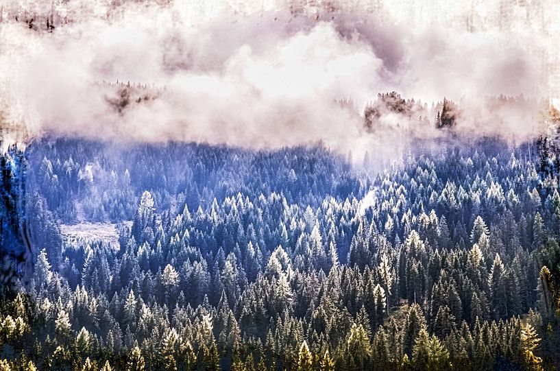 Forêt de sapins dans les Alpes par Nicc Koch