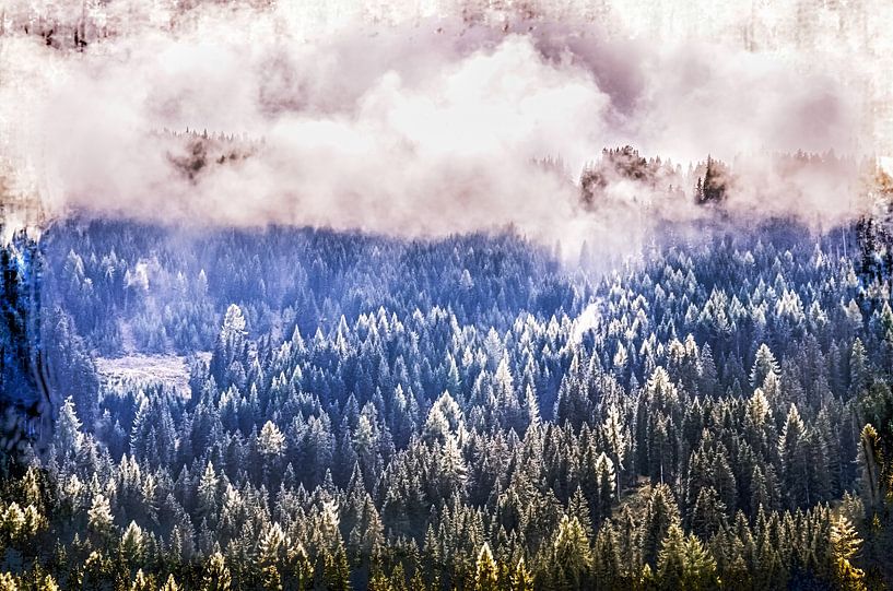 Tannenwald in den Alpen von Nicc Koch