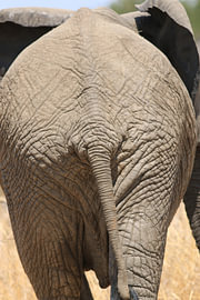 Elephant’s bottom by Bärbel Severens