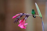 Kolibrie op bloem