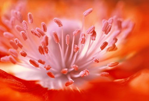 Poppy