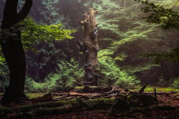 Mushroom tree von Tim Abeln