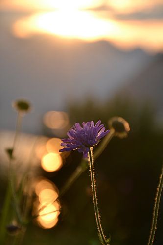 Kippenvelbloem