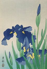 Iris, Ohara Koson