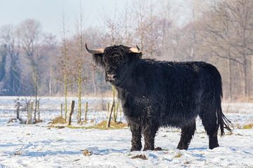 Zwarte Schotse Hooglander koe staat in winterse sneeuw