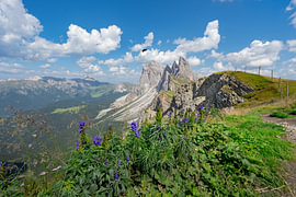Seceda flowers, Italian Alps by Bfec.nl