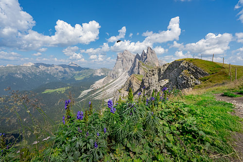 Seceda flowers, Italian Alps