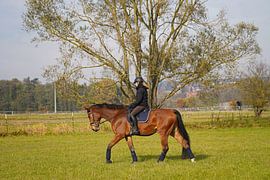 Best friends - brown Rhineland gelding and his rider