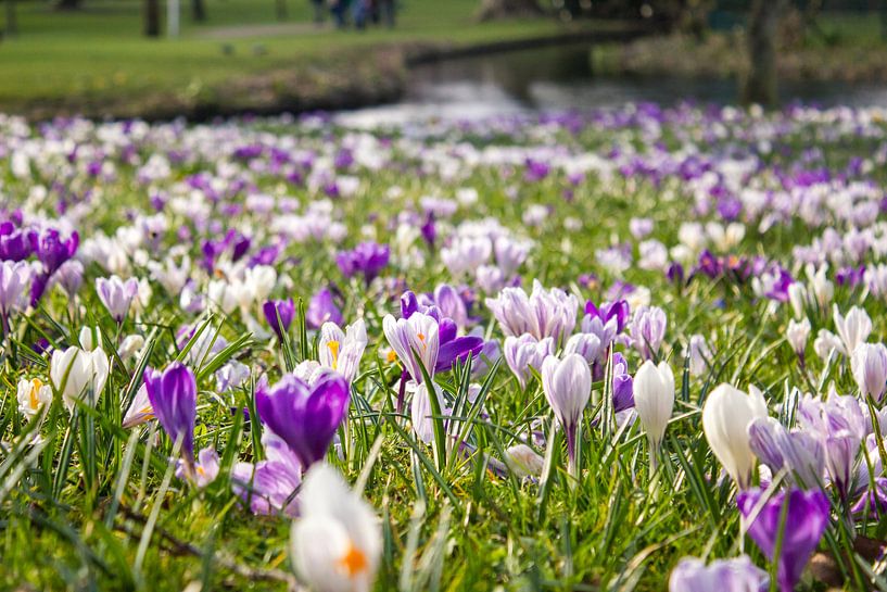 Krokussen in het park von Marlin van der Veen