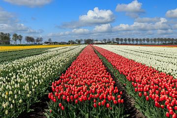 Flower bulb field in North Holland by Willie.Photography