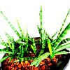 Kamerplant: Sansevieria Cylindrica Shabiki 5 van MoArt (Maurice Heuts)