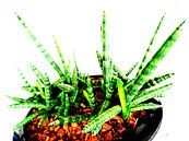 Kamerplant: Sansevieria Cylindrica Shabiki 5 van MoArt (Maurice Heuts) thumbnail