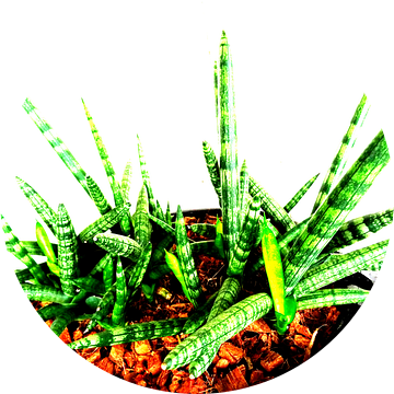Kamerplant: Sansevieria Cylindrica Shabiki 5 van MoArt (Maurice Heuts)