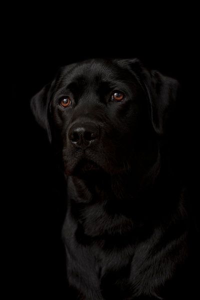 Zwarte labrador pup op een zwarte achtergrond van Michar Peppenster