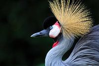 Kroonkraanvogel