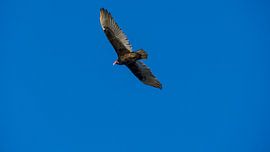 USA, Florida, Großer Vogel - Truthahngeier fliegen in der Luft von adventure-photos