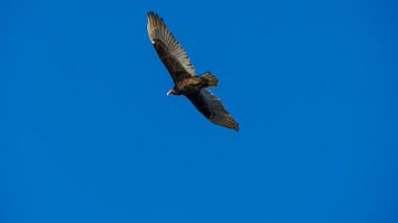 USA, Florida, Grote vogel - kalkoengier vliegend in de lucht van adventure-photos