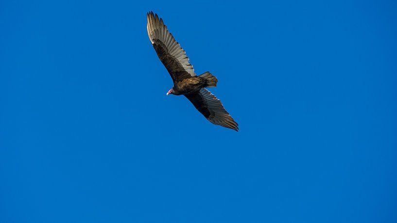 USA, Florida, Big bird - Turkey vulture flying in the air by adventure-photos