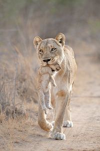 Lionne avec petit