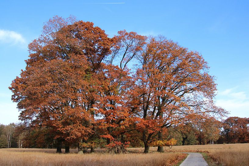 Autumn by Hans van Otterloo