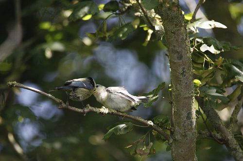 Blue tit feeding its young insects