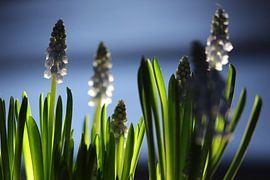 Blauwe druif met dromerige achtergrond van Robin Jongerden