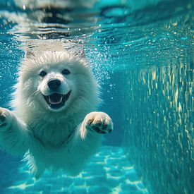 Samoyed dives under water by Bo Valentino