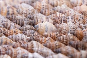 Geordnetes Chaos: Muscheln in natürlichen Farben