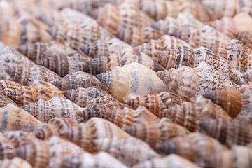 Schelpen in natuurlijke kleuren van Marjolijn van den Berg