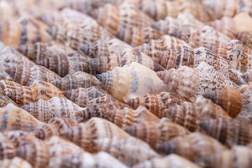 Schelpen in natuurlijke kleuren van Marjolijn van den Berg