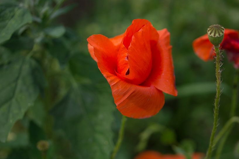 Poppy by Karin School-van Leur