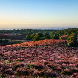 Bruyère pourpre au lever du soleil sur la posbank Veluwe sur Mike Bos