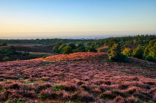 Purple heather with sunrise on the posbank Veluwe