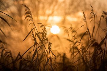 Schilfrohrfahnen - Goldene Stunde von Nordwin Alberts / Moving Stills