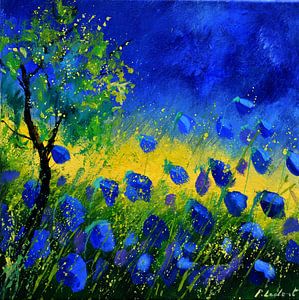 Blauer Mohn 44