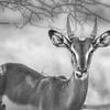 Springbok in Zwart-Wit von Guus Quaedvlieg