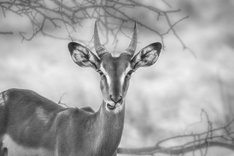 Springbok in Zwart-Wit par Guus Quaedvlieg