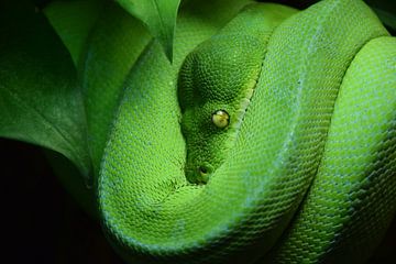 Morelia viridis Green tree python by Tessa Mulder