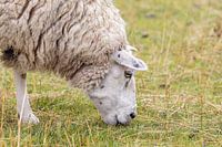 Rustic Charm: Grazing Sheep in the Meadow