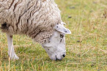 Rustieke Charme: Grazend Schaap in de Weide van Wouter Triki Photography