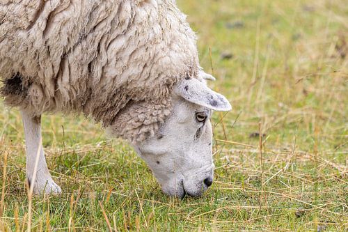 Rustieke Charme: Grazend Schaap in de Weide