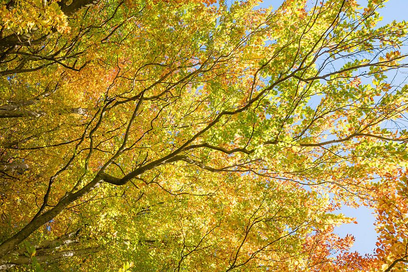 tree crown of autumnal beech tree. view from bottom up to branches and blue sky. by SusaZoom