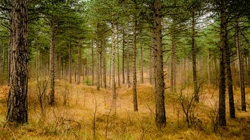 forest on rolling dune on the coast of Zeeland by Michel Seelen